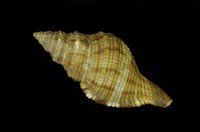 藏品(毛法螺)的圖片